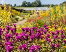 Helmsley Walled Garden Helmsley Walled Garden